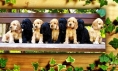 wat een mooie nest puppy's
