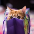kat in een zak