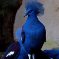 wat een kleur blauw!