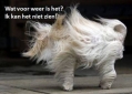 hoe is het weer?