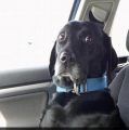 mijn vriend vindt zichzelf een goed chauffeur, maar zijn hond denkt er anders over....