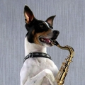 muzikale hond