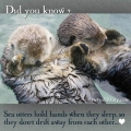 zeeotters slapen hand in hand om niet af te drijven.