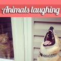 lachendene dieren