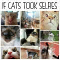 als een kat selfies kon trekken!