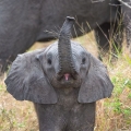 Dumbo