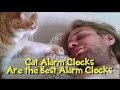 katten zijn de beste wekkers!