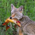 een coyote eet vis!