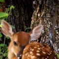 bambi...