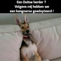 Duitse herdershond?