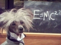 hond van Einstein...