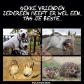 je gekke vriend!