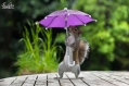 singing in the rain...