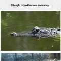 ik dacht dat kroko's zwommen.....