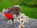 een egel die van bloemen houdt???