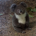 een wakkere koala