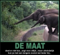 De maat!