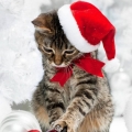 kerstpoes...