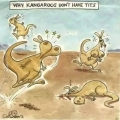 waarom kangoeroes geen borsten hebben...