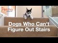 honden en een trap