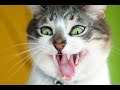 funny cats