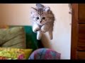 funny cats2
