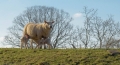 twee hongerige lammetjes