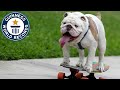 Otto, de skateboarding bulldog!