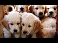 Golden Retrievers puppy's  weken gevolgd