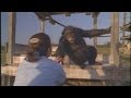 de chimpansees na 18 jaar....