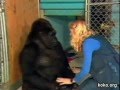 de gorilla en haar huisdier...