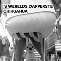 de moedigste chihuahua van de wereld