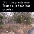 het haar van Trump