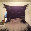 batman-kat....