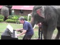 muzikale olifanten...