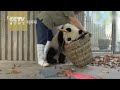 de panda's zien het anders....