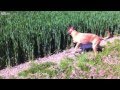 Hond die springt in het gras als een kangoeroe