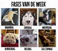 Fases van de week