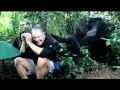 ontmoeting met Gorilla familie