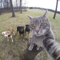 de kat met de selfies.....