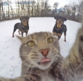 de kat met de selfies.....