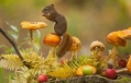 herfst en paddestoelen... fijn!