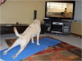 Yoga voor honden..