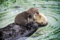 moeder otter en baby...