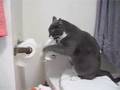 wanneer je kat vindt dat het toiletpapier verkeerd draait.....