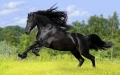 black beauty...