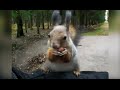 het leven van een eekhoorntje