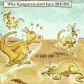 waarom kangoeroes geen tetjes hebben....