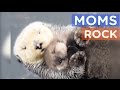 Moeders in de dierenwereld...