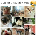 als een kat een selfie zou maken....